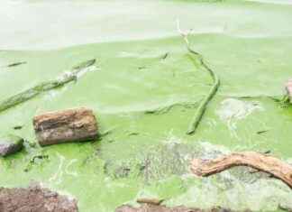 Demand for Urgent Action from Stormont: Protest Planned at Lough Neagh news-02092024-231650