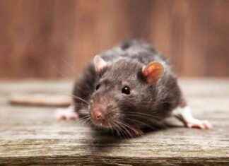 Reasons for Restaurant Closures: Rodent Infestations and Flies in Deli Food news-10092024-142419