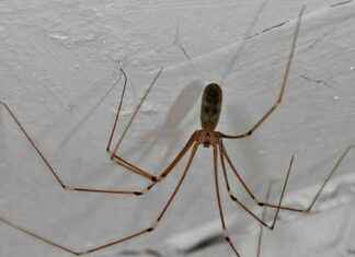 5 Common Household Items to Repel Spiders Naturally news-15092024-050316