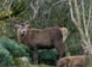 Wild Deer Culling: 78,000 Records in 12-Month Period news-18092024-153216