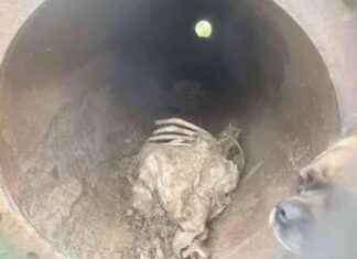 Suspected Leopard or Puma in Cheshire: Sheep Remains Discovery news-11102024-001743