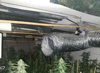 Drug Seizures: Large Cannabis Farm Uncovered in Co Down | Inside Ireland 2024 news-24102024-031604