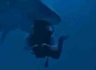 Diver Narrowly Escapes Shark Attack in Terrifying Video news-30112024-121109