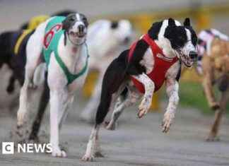 Ban on Greyhound Racing in New Zealand: Addressing High Injury Rates ban-on-greyhound-racing-in-new-zealand-addressing-high-njury-rates