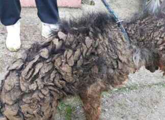 Cork Dog Breeder Facing Jail for Neglecting Dogs and Pups at Home cork-dog-breeder-facing-jail-for-neglecting-dogs-and-pups-at-home