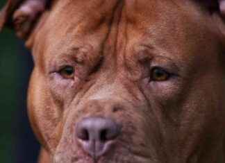 Dún Laoghaire XL Bullies Face Consequences After Council Decision dn-laoghaire-xl-bullies-face-consequences-after-council-decision