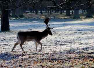 Dublin Weather Forecast: Snow, Sleet, and Rain Expected with Freezing Temperatures – Met Éireann Updates dublin-weather-forecast-snow-sleet-and-rain-expected-with-freezing-temperatures-met-ireann-updates