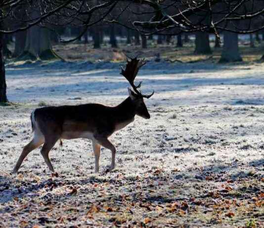 Dublin Weather Forecast: Snow, Sleet, and Rain Expected with Freezing Temperatures – Met Éireann Updates dublin-weather-forecast-snow-sleet-and-rain-expected-with-freezing-temperatures-met-ireann-updates