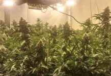 Gardaí Seize €130,000 Worth of Cannabis Plants from Wexford Grow House garda-seize-130000-worth-of-cannabis-plants-from-wexford-grow-house