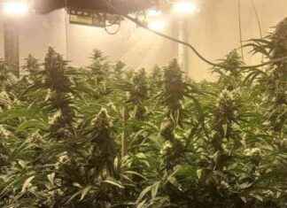 Gardaí Seize €130,000 Worth of Cannabis Plants from Wexford Grow House garda-seize-130000-worth-of-cannabis-plants-from-wexford-grow-house