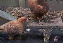 Prevention Zone Established in Northern Ireland Amid Bird Flu Cases prevention-zone-established-in-northern-reland-amid-bird-flu-cases