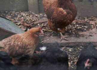 Prevention Zone Established in Northern Ireland Amid Bird Flu Cases prevention-zone-established-in-northern-reland-amid-bird-flu-cases