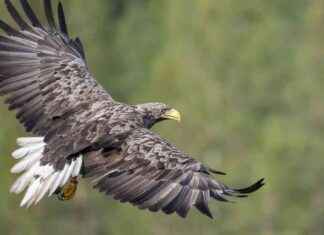 Rare White-Tailed Eagle Shot Dead in Co. Westmeath – Wildlife Conservation Concerns rare-white-tailed-eagle-shot-dead-in-co-westmeath-wildlife-conservation-concerns