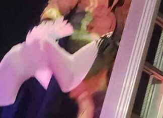 Rescue of distressed seagull by Dublin firefighters rescue-of-distressed-seagull-by-dublin-firefighters