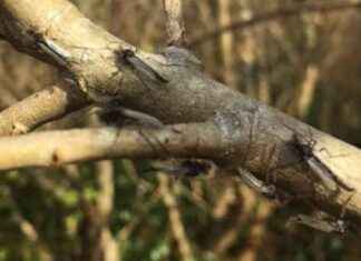 Decoding Lake-Dwelling Midges: The Flying Ducks Mystery decoding-lake-dwelling-midges-the-flying-ducks-mystery