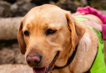 Discover the Best Escort Services in Dublin Today!