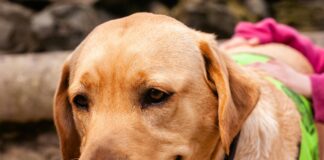 Discover the Best Escort Services in Dublin Today!