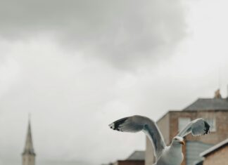 Dublin City Council Jobs: How To Land Your Dream Role Today