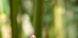 Red Torch Ginger Dublin: Discover The Stunning Tropical Flower Secrets
