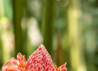 Red Torch Ginger Dublin: Discover The Stunning Tropical Flower Secrets