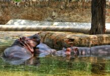 National Aquatic Centre Dublin: Discover The Ultimate Swim Experience