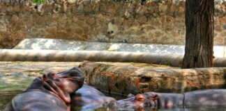 National Aquatic Centre Dublin: Discover The Ultimate Swim Experience