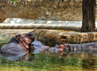 National Aquatic Centre Dublin: Discover The Ultimate Swim Experience