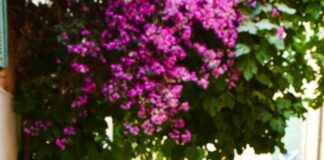 The Auld Dubliner: Discover Authentic Irish Charm and Hidden Gems