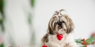 Lenehans Dublin Secrets Revealed: Why Locals Love This Spot