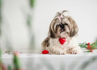 Lenehans Dublin Secrets Revealed: Why Locals Love This Spot