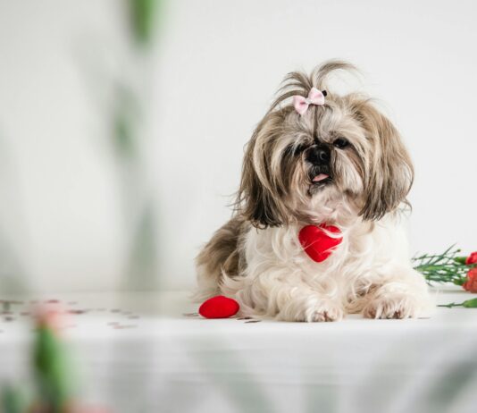 Lenehans Dublin Secrets Revealed: Why Locals Love This Spot