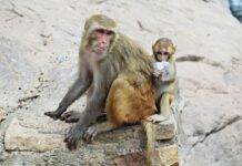 Funky Monkeys Dundrum Dublin: Why Families Love This Play Centre