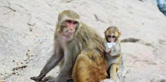 Funky Monkeys Dundrum Dublin: Why Families Love This Play Centre