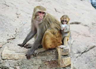 Funky Monkeys Dundrum Dublin: Why Families Love This Play Centre