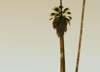 Audi North Dublin: Discover Exclusive Deals and Unmatched Service