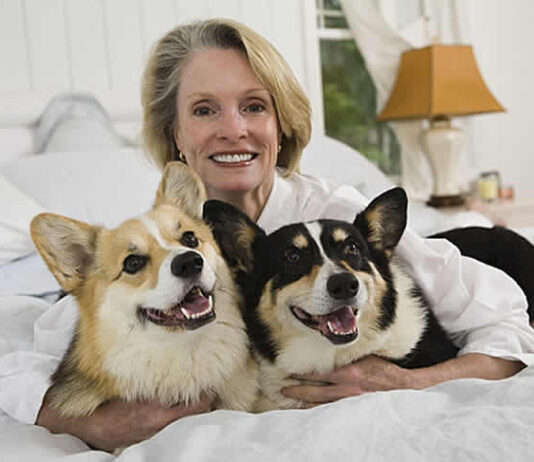 Canine Comfort and Behavior: Creating a Healthy Home for Dogs dog bed, dog beds, large dog beds, best dog beds, outdoor dog beds, orthopedic dog beds, chew proof dog bed, raised dog bed, cooling dog bed